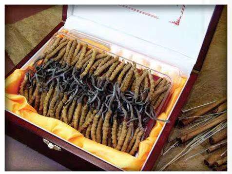 连江冬虫夏草回收